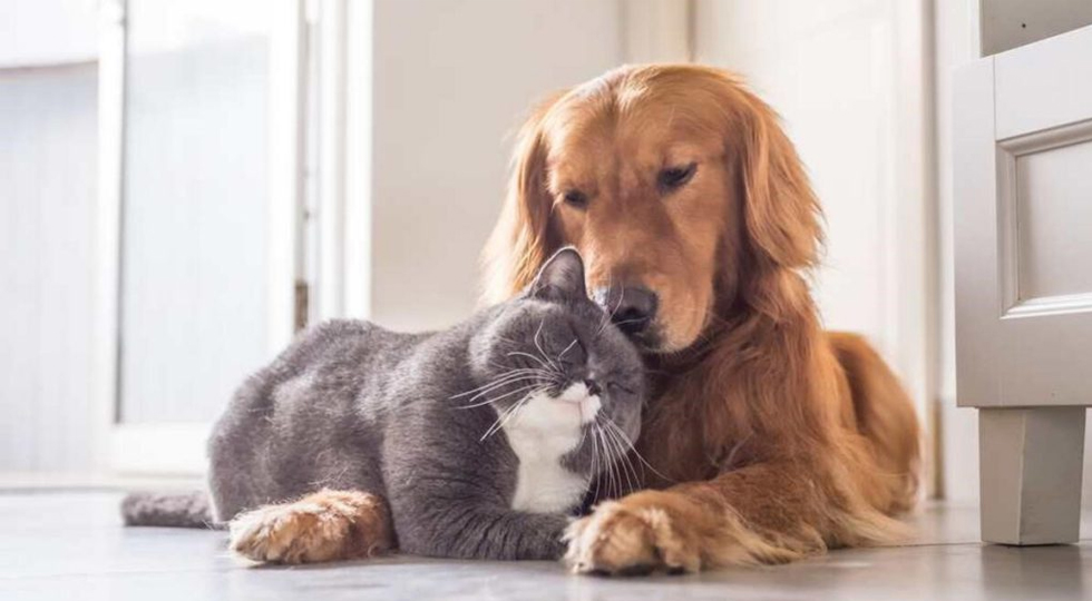 Kedi & Köpeklerde Yıllık Sağlık Kontrolü ve Aşı Takvimi