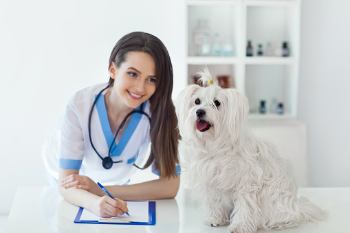 Patili Dostunuzun Sessiz Çığlığı: Veterinere Gitmeniz Gerektiğini Gösteren 5 Davranış Değişikliği