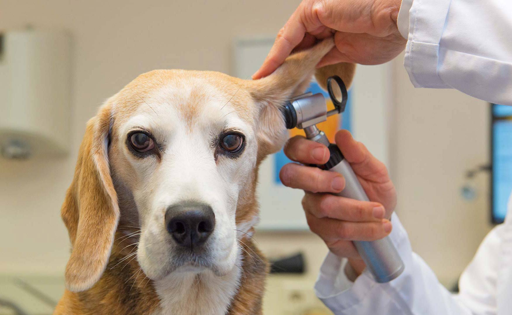 2025 Evcil Hayvan Bakım Trendleri: Sağlıkta Teknoloji, Beslenmede Doğallık