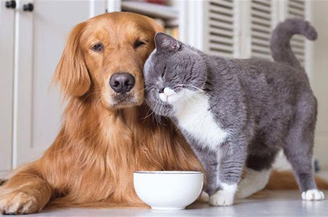 Evcil Hayvan Bakımında En Sık Yapılan 5 Hata — Veterinerlerden Altın Tavsiyeler